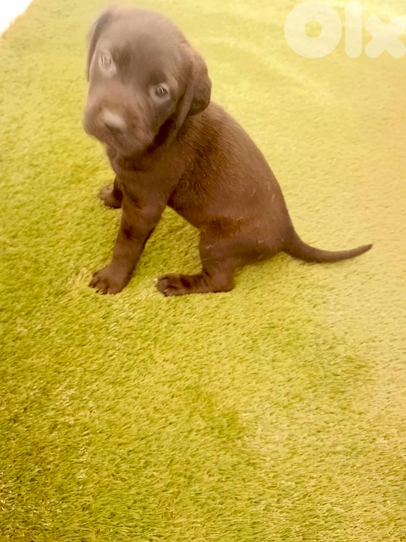 /Mix Labrador retriever/Brac dogs 1