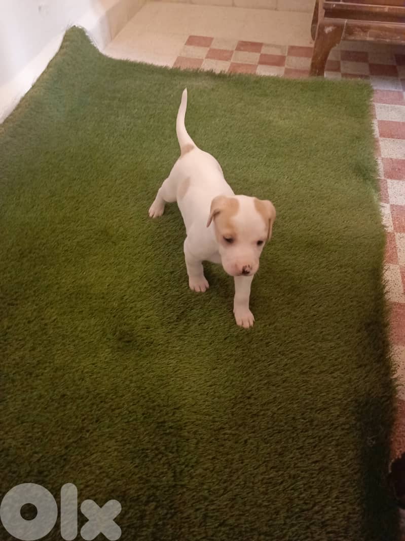 /Mix Labrador retriever/Brac dogs 2