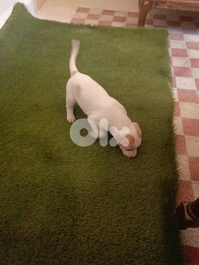 /Mix Labrador retriever/Brac dogs 3