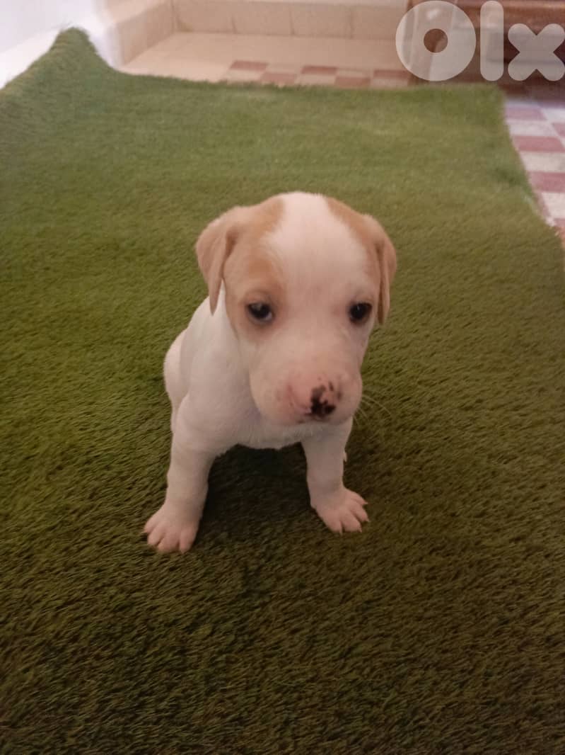 /Mix Labrador retriever/Brac dogs 4