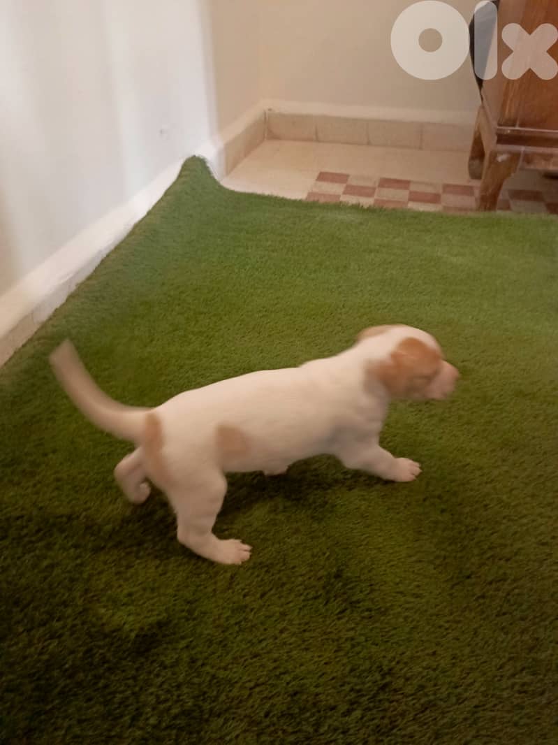 /Mix Labrador retriever/Brac dogs 5