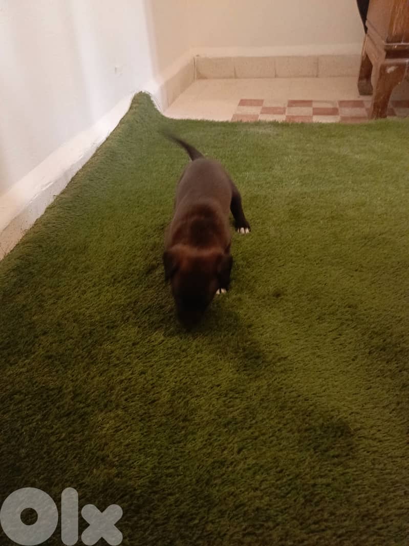 /Mix Labrador retriever/Brac dogs 6