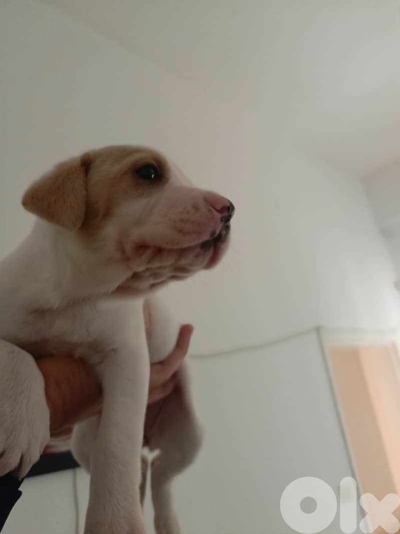 /Mix Labrador retriever/Brac dogs 7