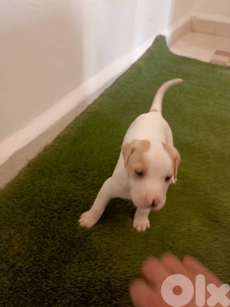 /Mix Labrador retriever/Brac dogs 8