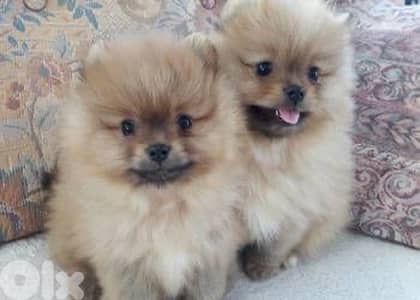 Creamy Pomeranian Spitz puppy Delivery