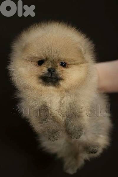 Pomeranian puppy imported smallest