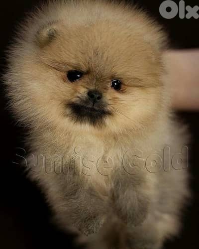 Pomeranian puppy Creamy Imported Delivery