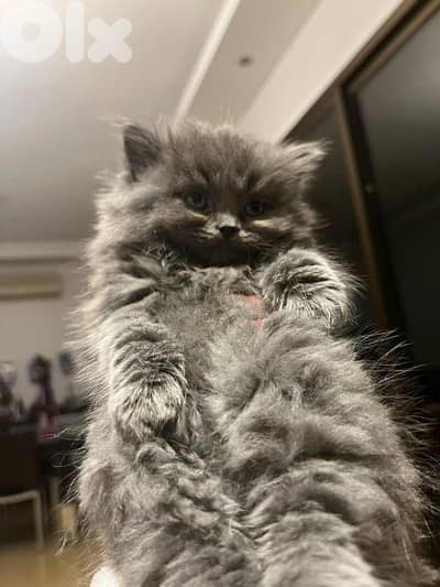 British long hair kittens