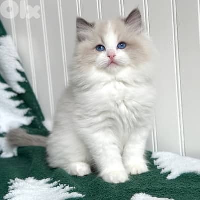 Ragdoll pure breed imported AVAILABLE