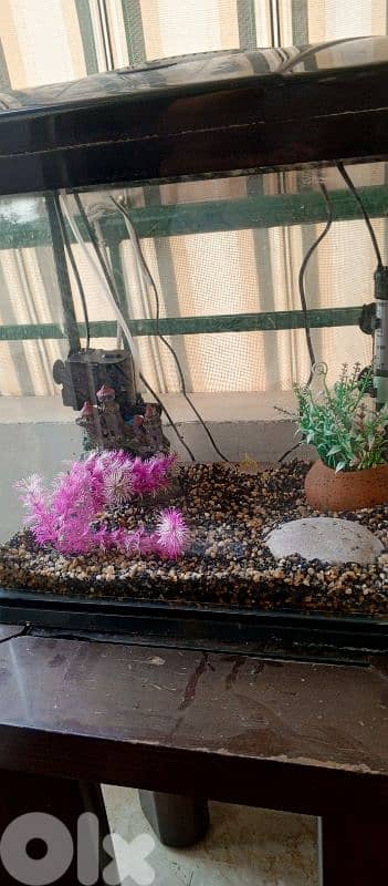 aquarium for sale 1
