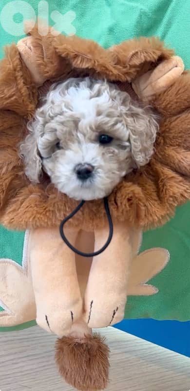 Adorable Toy Maltipoo Imported AVAILABLE