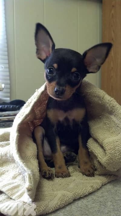 Mini Pinsher puppy
