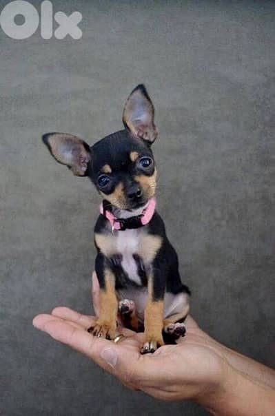 Miniature Pinsher Delivery