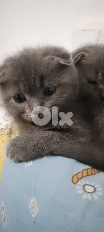 برج البراجنة