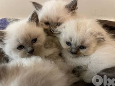 Persian x Scottish fold kittens