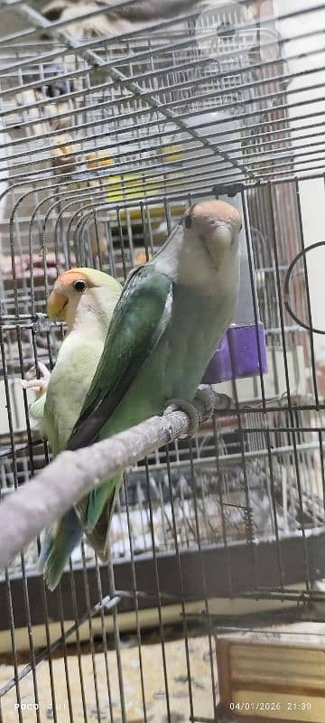 زوج روز مع فراخ