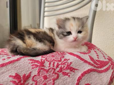 British shorthair mixed ragdoll