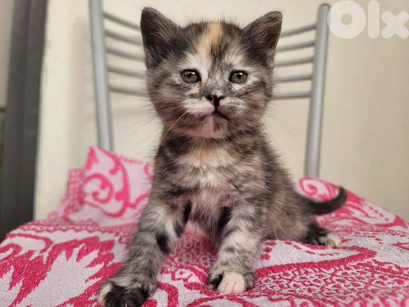 British shorthair mixed ragdoll 1