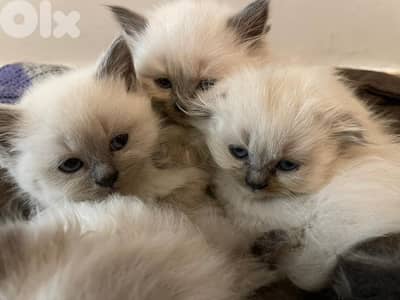 Cute Kittens for Sale - 100% of Proceeds Support Rescue Cats
