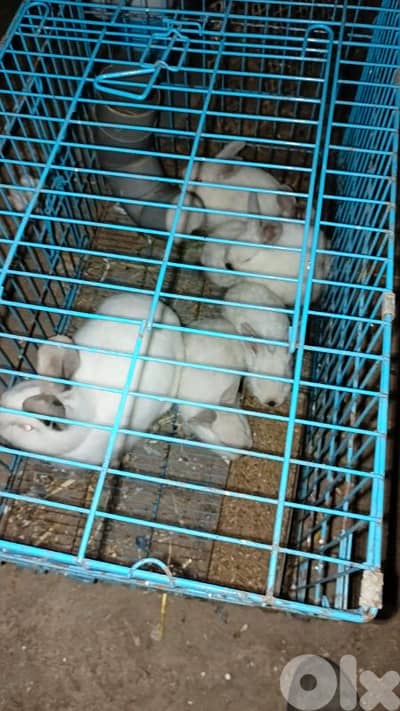 ارانب كاليفورنيا عمر ٤٥ يوم