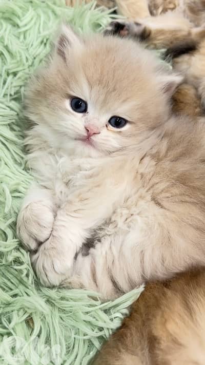 NY 11 Golden Chinchillas