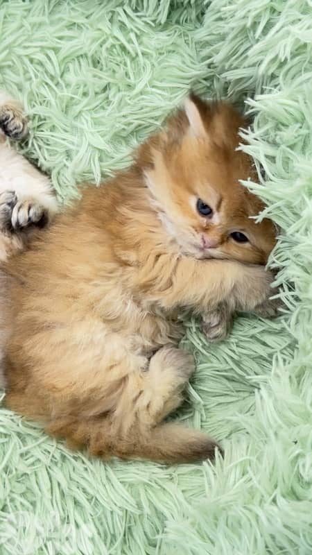NY 11 Golden Chinchillas 1