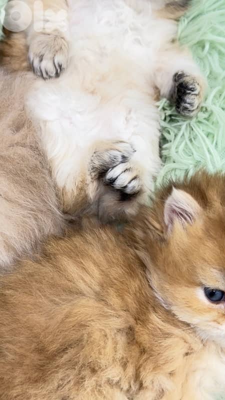 NY 11 Golden Chinchillas 6