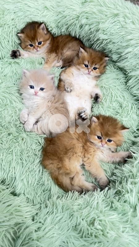 NY 11 Golden Chinchillas 8