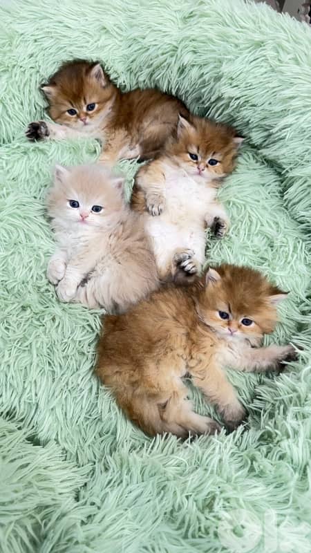 NY 11 Golden Chinchillas 9