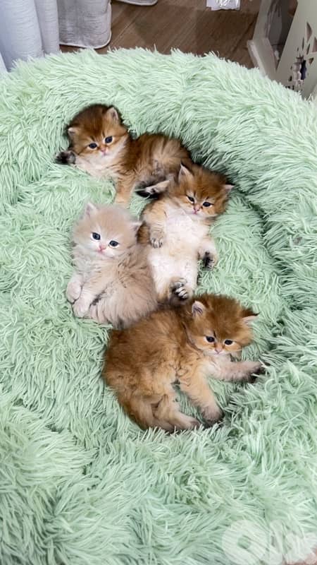 NY 11 Golden Chinchillas 11