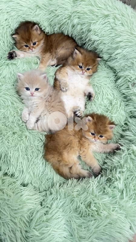 NY 11 Golden Chinchillas 12