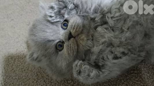 Pure British kittens trade available