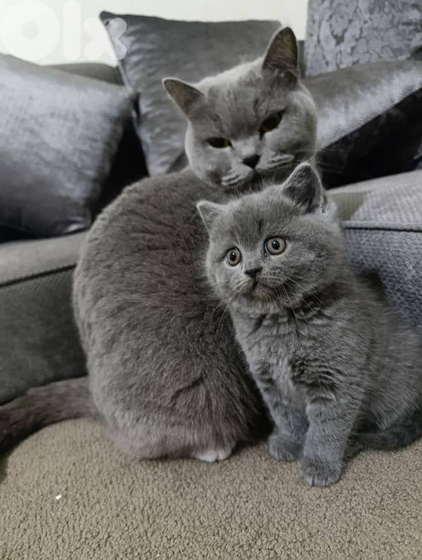 Pure British kittens trade available 1