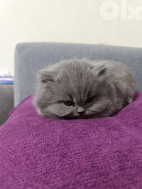Pure British kittens trade available 2