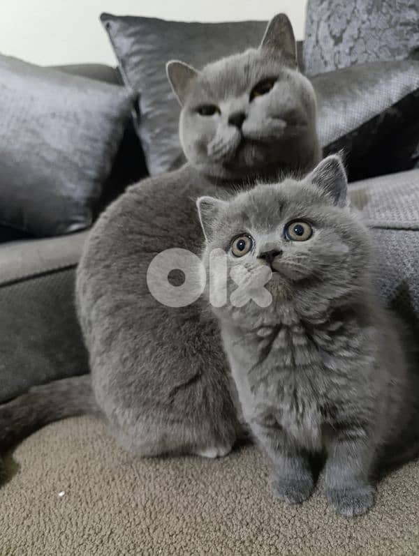Pure British kittens trade available 3