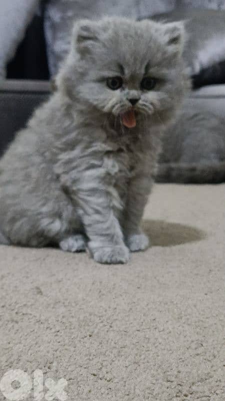 Pure British kittens trade available 4