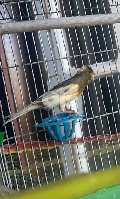 2 dakar canary for sale