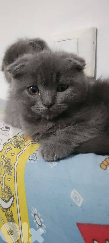 برج البراجنة