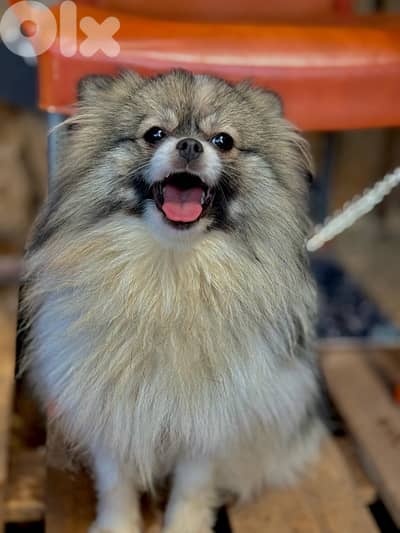 pomeranian