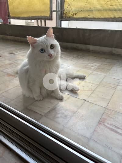 Turkish angora