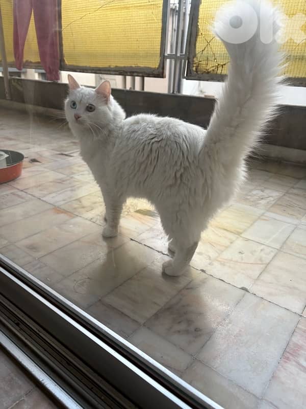 Turkish angora 2