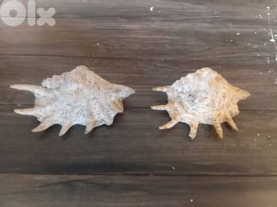 صدف بحري كبير