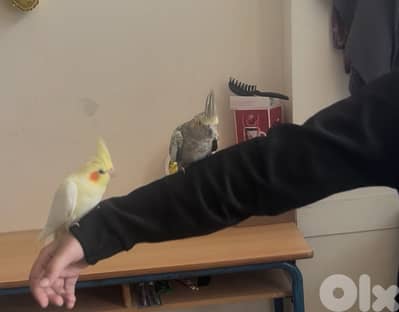 كروانات انتاج مروضين تحتن بيضً