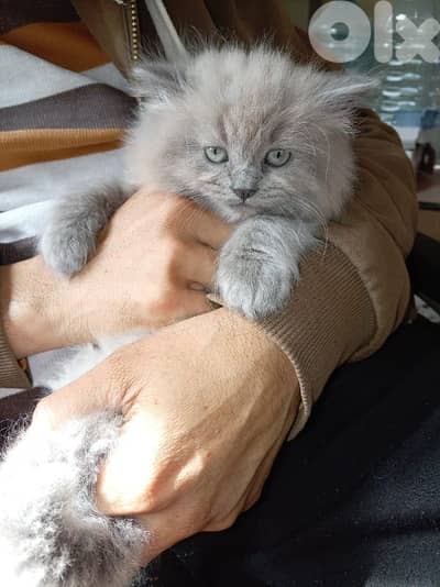 male and female Persian 100$