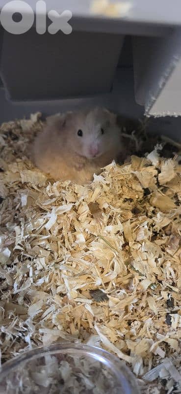 syrian hamster + special cage