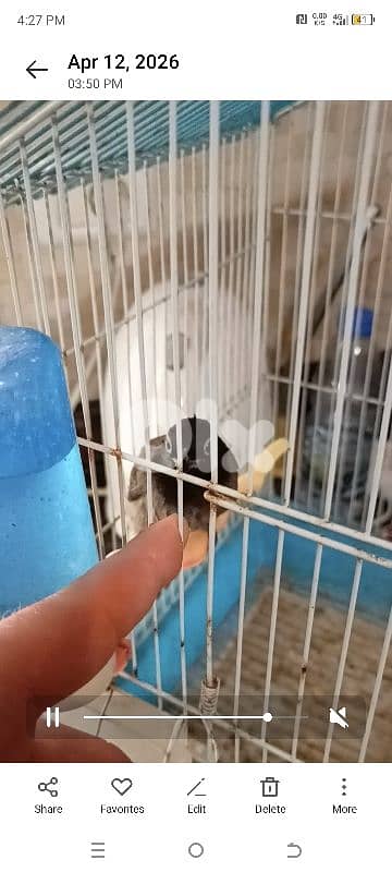 بلبل ترباية بيت مع القفص