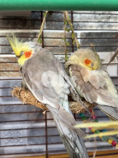 جوز كوكاتيل