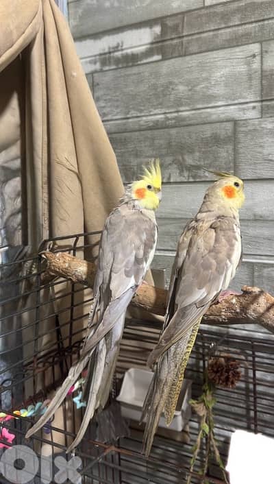 جوز كوكاتيل