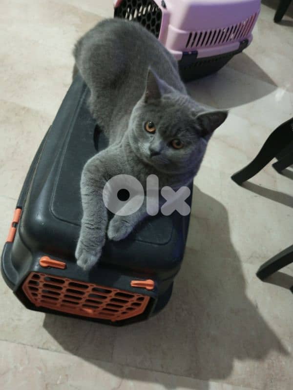 81181204 whatsup only 1