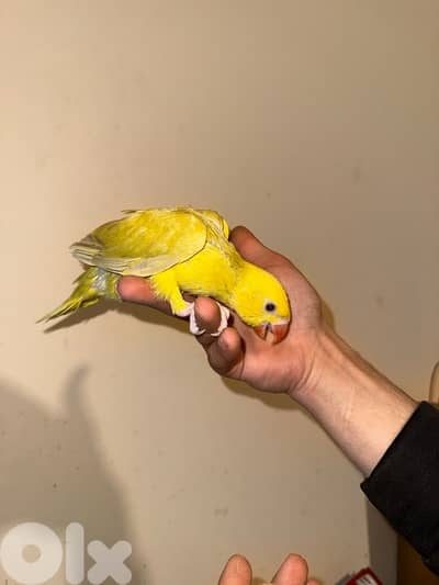 فراخ ده تزقيم